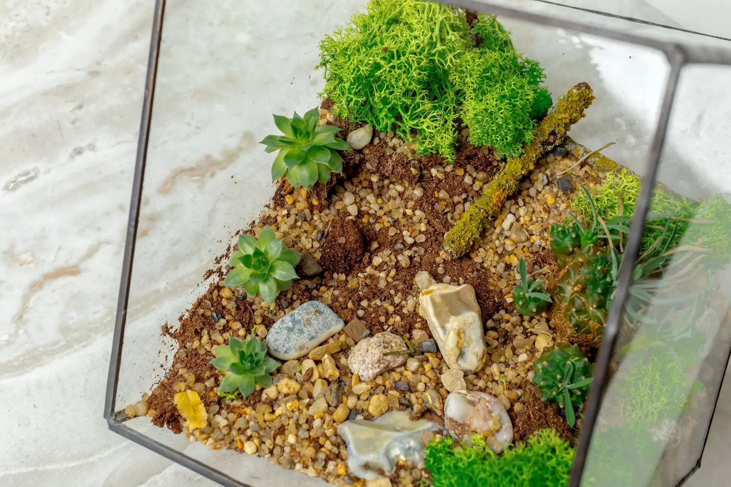 Jak przygotować terrarium dla gekona lamparciego: wyposażenie i warunki
