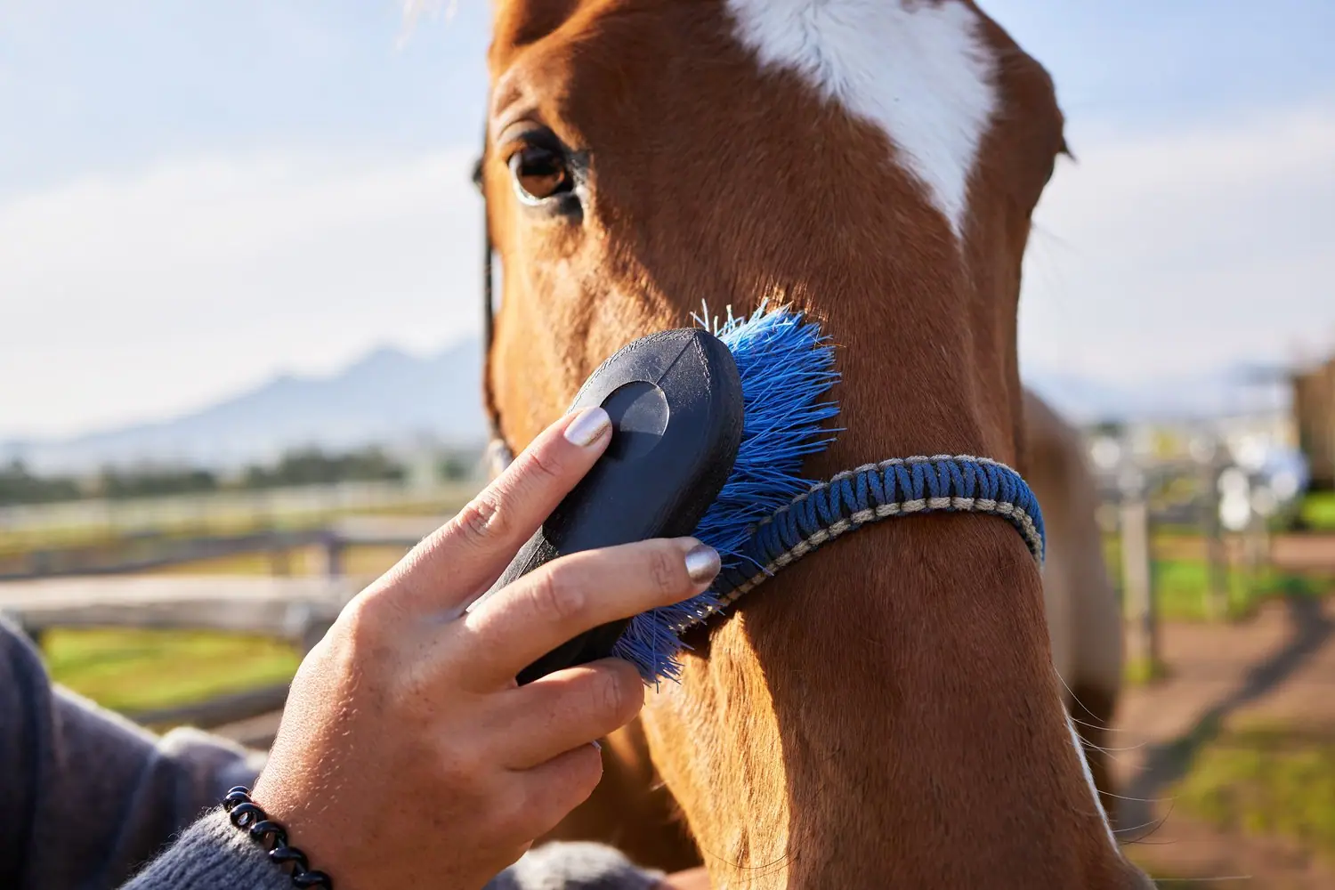 Szczotki elektryczne: dobór sprzętu do rodzaju sierści