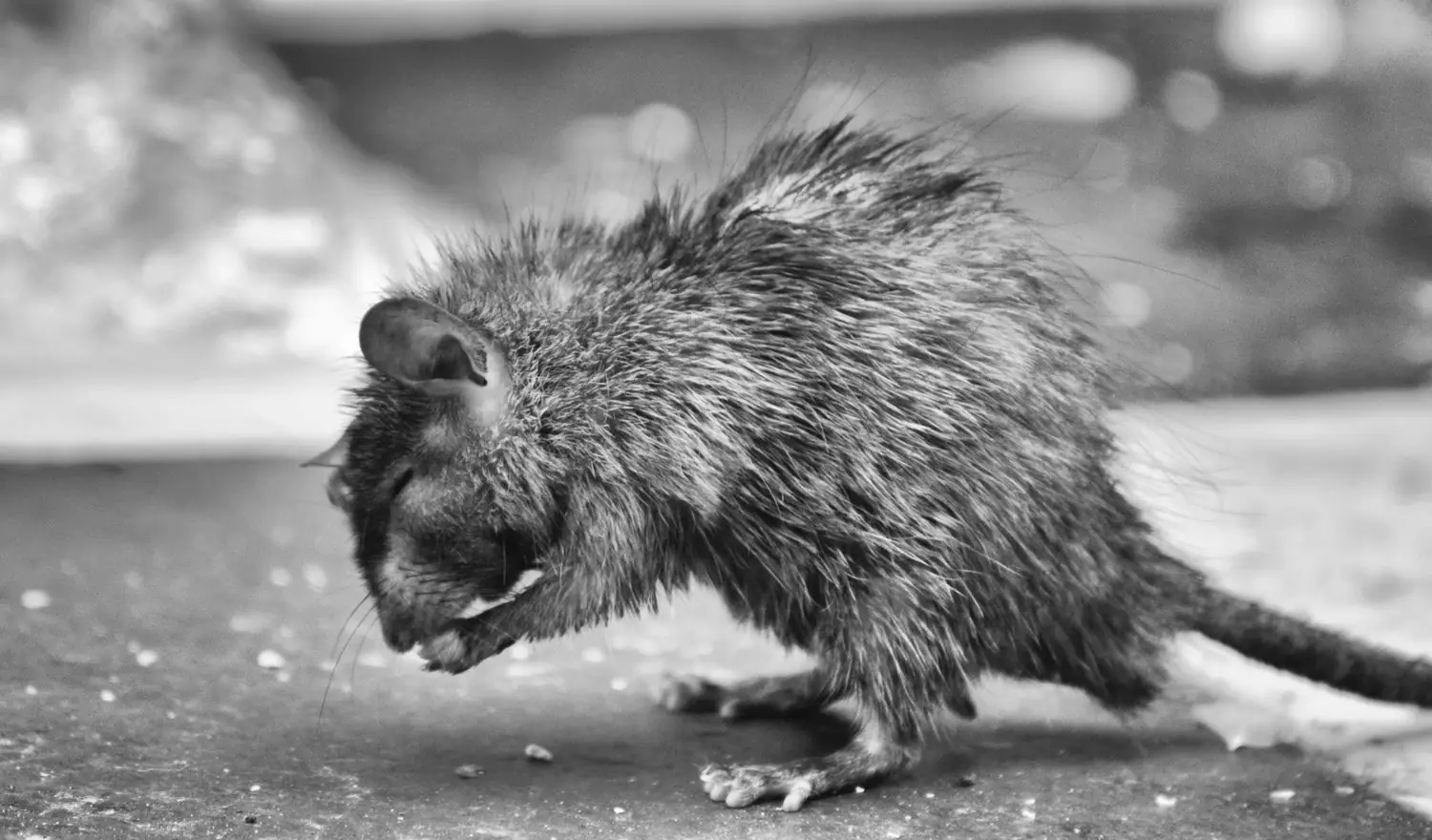 Szczur manx: charakterystyka i potrzeby behawioralne