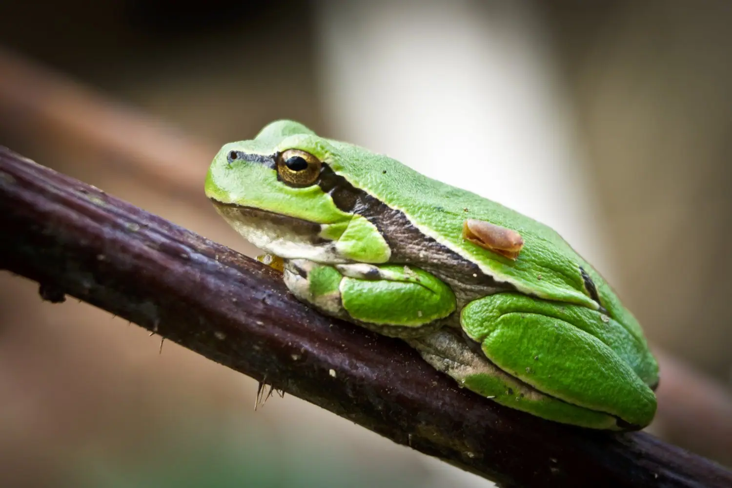 Rzekotka australijska: terrarium deszczowe i automatyka