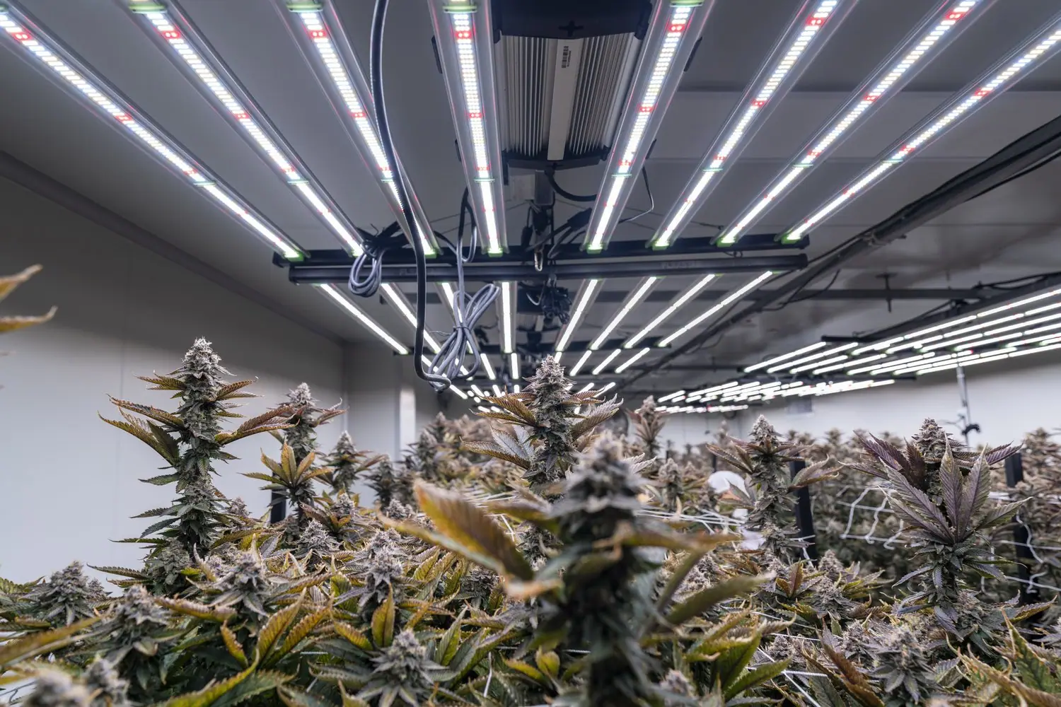 Lampy do fotosyntezy: jak dobrać oświetlenie dla roślin domowych