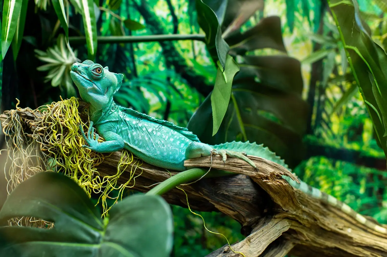Jak zamontować lampę grzewczą w terrarium bez ryzyka poparzenia