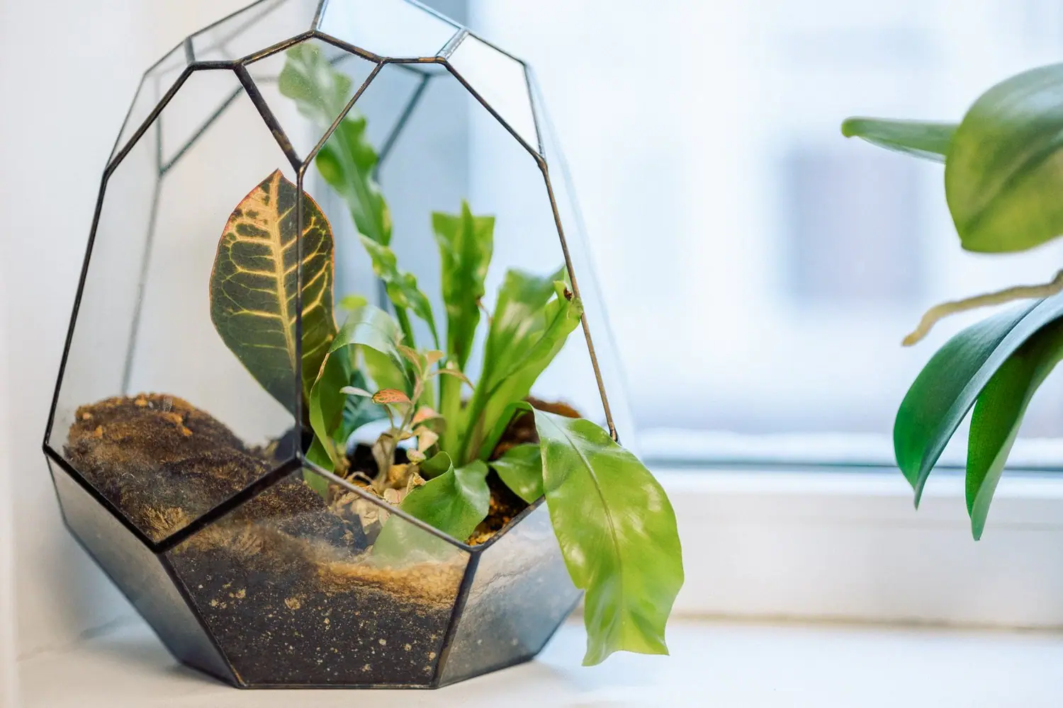 Jak zamontować system wentylacji w terrarium dla gadów