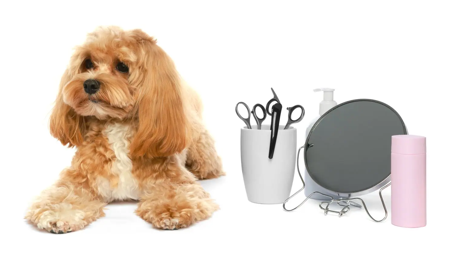 Zestawy do pielęgnacji psów w domu: co powinien zawierać kompletny grooming kit